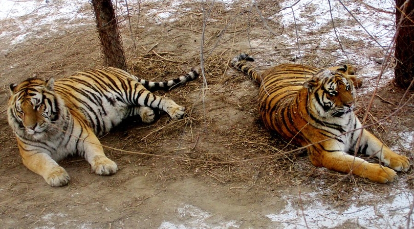 노스이스트 타이거 삼림 공원